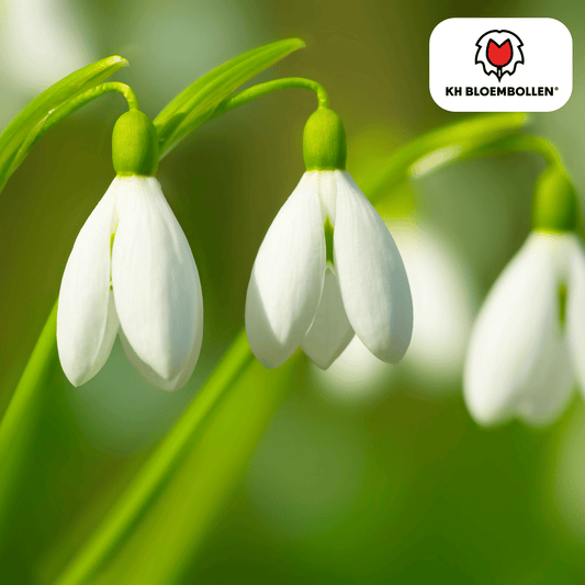 Schneeglöckchen Galanthus nivalis – 30 Blumenzwiebeln – Frühjahrsblüher – Winterhart & bienenfreundlich – Ideal für Beete, unter Bäumen & Töpfe 