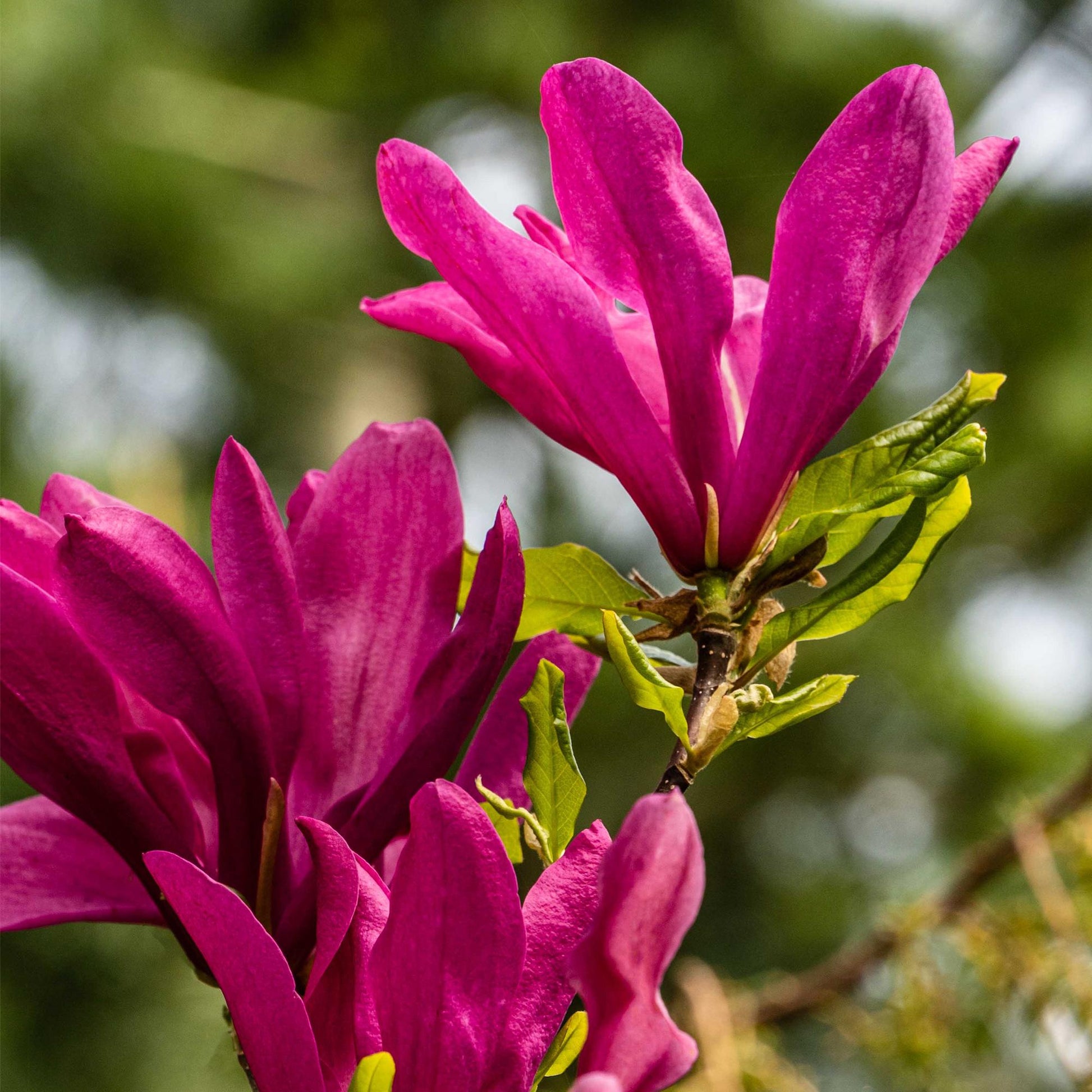 Purpur-Magnolie Magnolia Susan – Strauch – Blumen dunkelrosa – Wenig Pflege – 17 cm Höhe 45 cm – Frühjahrsblüher für Garten & Terrasse 