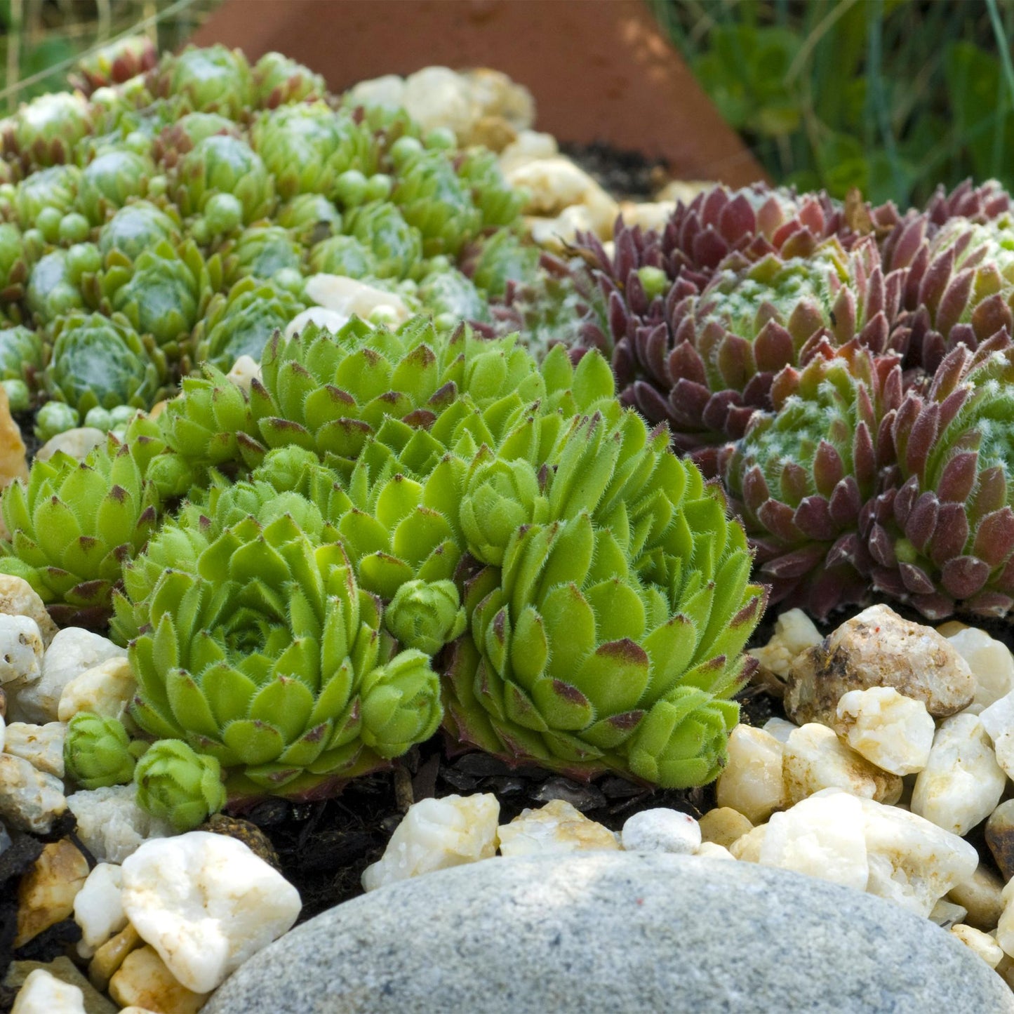 GreenboutiQ - Bodendecker - Winterhart - Sempervivum Big Sam - 8 Pflanzen - Verschiedene Farben - Wenig Pflege - Topf 14cm Höhe 17cm 