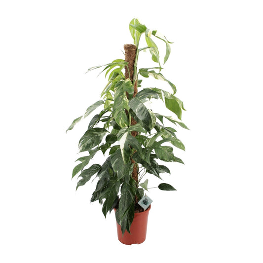 Efeutute - Epipremnum Pinnatum Albo Variegata - Zimmerpflanze - Ø24cm - ↕125cm