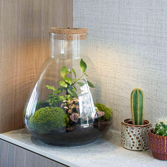 'LOVE MOM' Terrarium Sam + gravierter Kork mit Licht - Flaschengarten DIY Set - Ø 24.5 cm ↑ 30 cm - Muttertag 