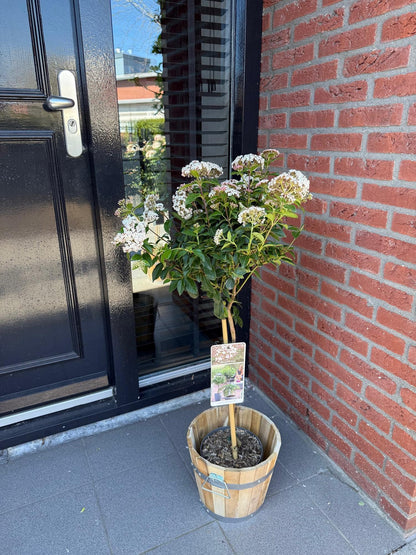 Viburnum tinus – Immergrüner Schneeball – Stamm-Pflanze – Ø19 cm – Höhe ca. 90 cm – Winterblüher – Pflegeleicht & robust – Für Terrasse, Balkon & Garten 