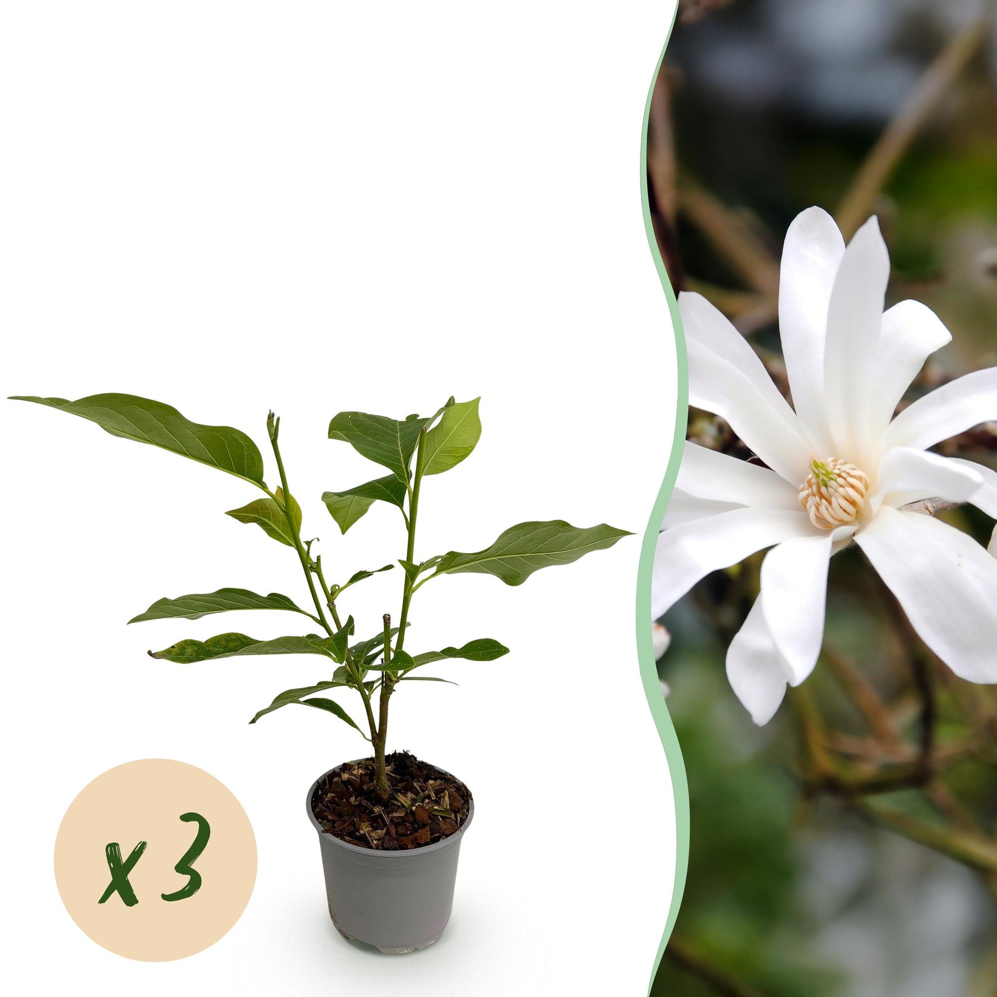 GreenboutiQ - Gartenpflanze - Magnolia stellata - Blüte Weiß - 3 Pflanzen - Laubabwerfend - Wenig Pflege - Topf 12cm Höhe 30cm 