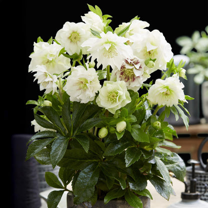 GreenboutiQ - Gartenpflanze - Lenzrose - Helleborus orientalis Double Ellen White - Weiße Blüte - 2 Pflanzen - Immergrün - Topf 14cm Höhe 35cm 