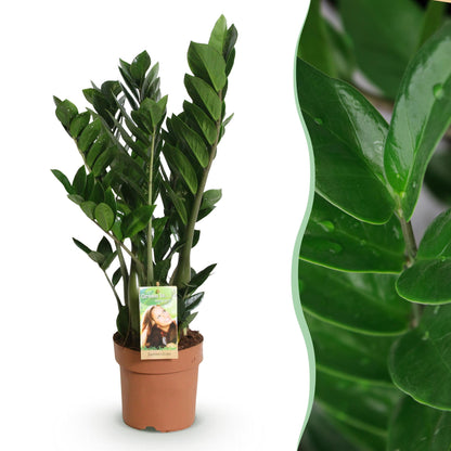 Green boutiQ - Zimmerpflanzen - Zamioculcas - ZZ-Pflanze - Wenig Pflege - Grün - 1 Pflanze - Topf 17cm - Höhe 65-75cm 
