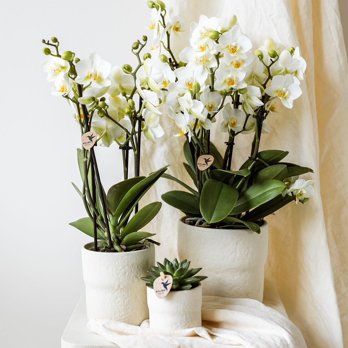 Rustic Zierpflanztopf - White - Ø9cm – Minimalistischer Dekotopf im Slow Living Stil – Natürliche, ruhige Wohnatmosphäre 