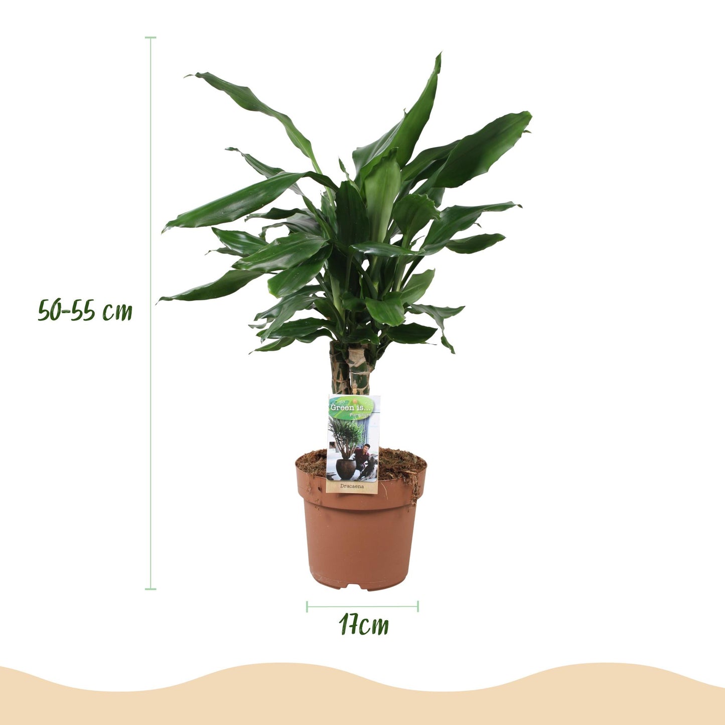 Green boutiQ - Zimmerpflanzen - Dracaena fragrans Steudneri - Drachenbaum - Wenig Pflege - Grün - 1 Pflanze - Topf 17cm - Höhe 50-55cm 