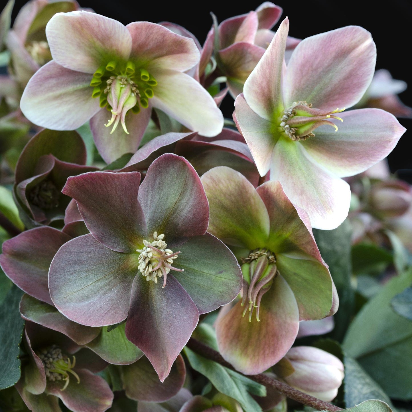 GreenboutiQ - Gartenpflanze - Lenzrose - Helleborus Angels Glow - Rosa Blüte - Immergrün - Topf 19cm Höhe 50cm 