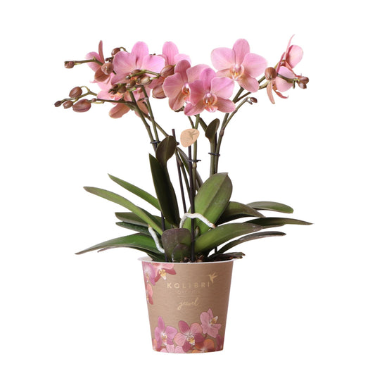Altrosa Phalaenopsis Orchidee - Zimmerpflanze - Jewel Treviso - Topfgröße Ø12cm