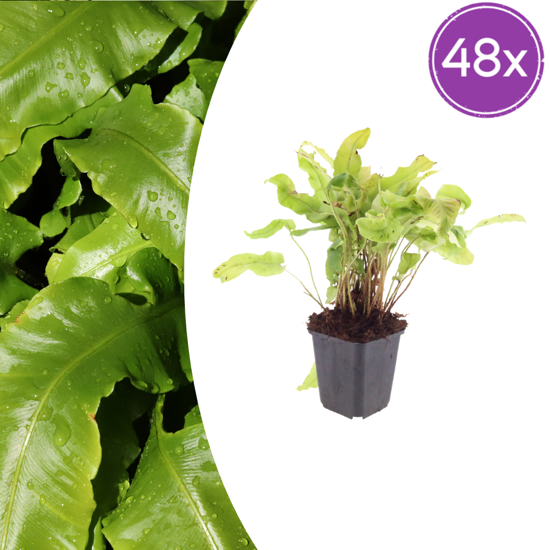 Hirschzungenfarn Asplenium scolopendrium – 48 Pflanzen – Immergrüner Farn für Schatten & Halbschatten – Strukturpflanze für Garten & Beet – 10-25cm – Ø9cm – Winterhart