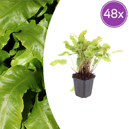 Hirschzungenfarn Asplenium scolopendrium – 48 Pflanzen – Immergrüner Farn für Schatten & Halbschatten – Strukturpflanze für Garten & Beet – 10-25cm – Ø9cm – Winterhart
