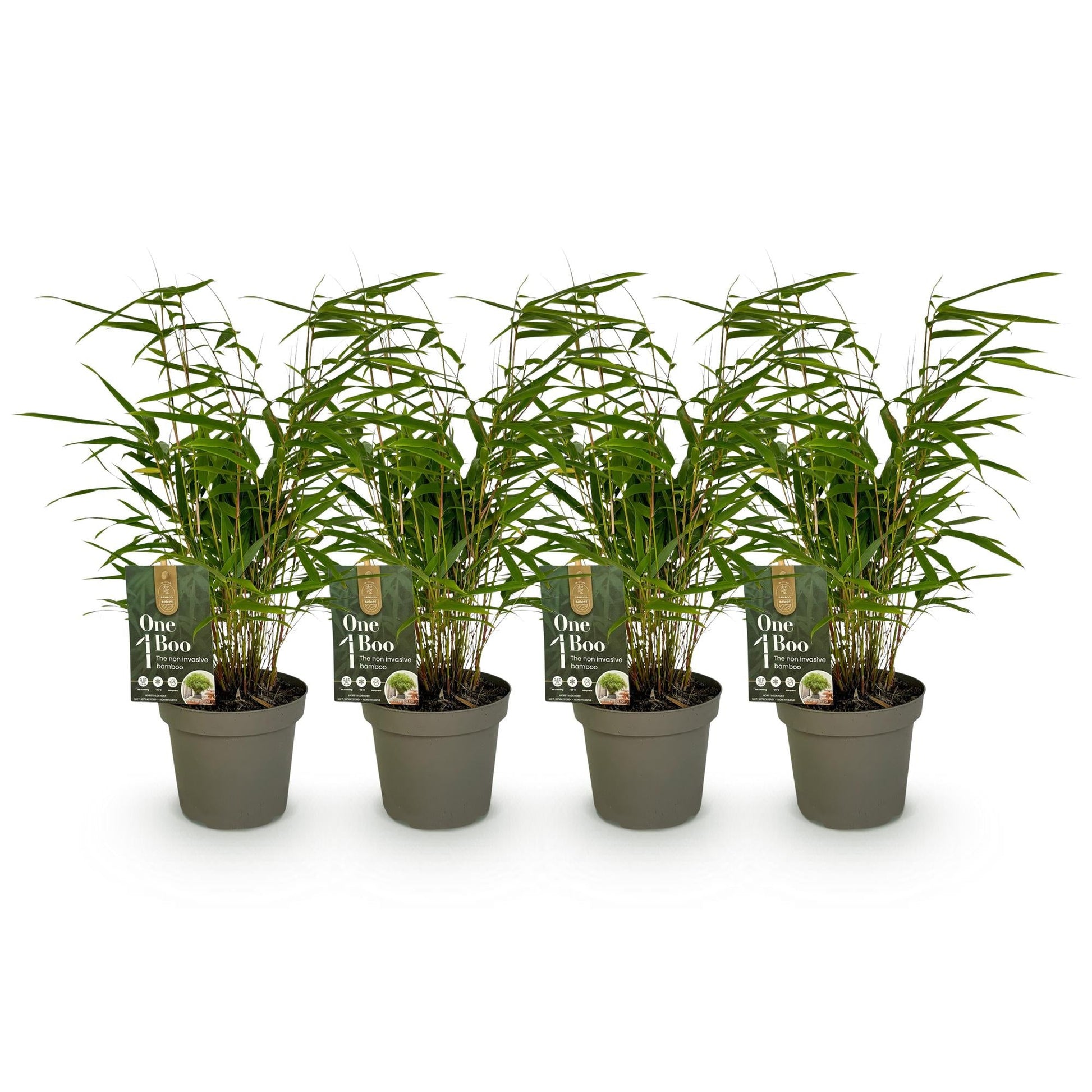 GreenboutiQ - Bambus - Fargesia rufa - Grün - 4 Pflanzen - Immergrün - Nicht Ausbreitend - Topf 14cm Höhe 35cm 