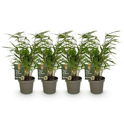 GreenboutiQ - Bambus - Fargesia rufa - Grün - 4 Pflanzen - Immergrün - Nicht Ausbreitend - Topf 14cm Höhe 35cm 