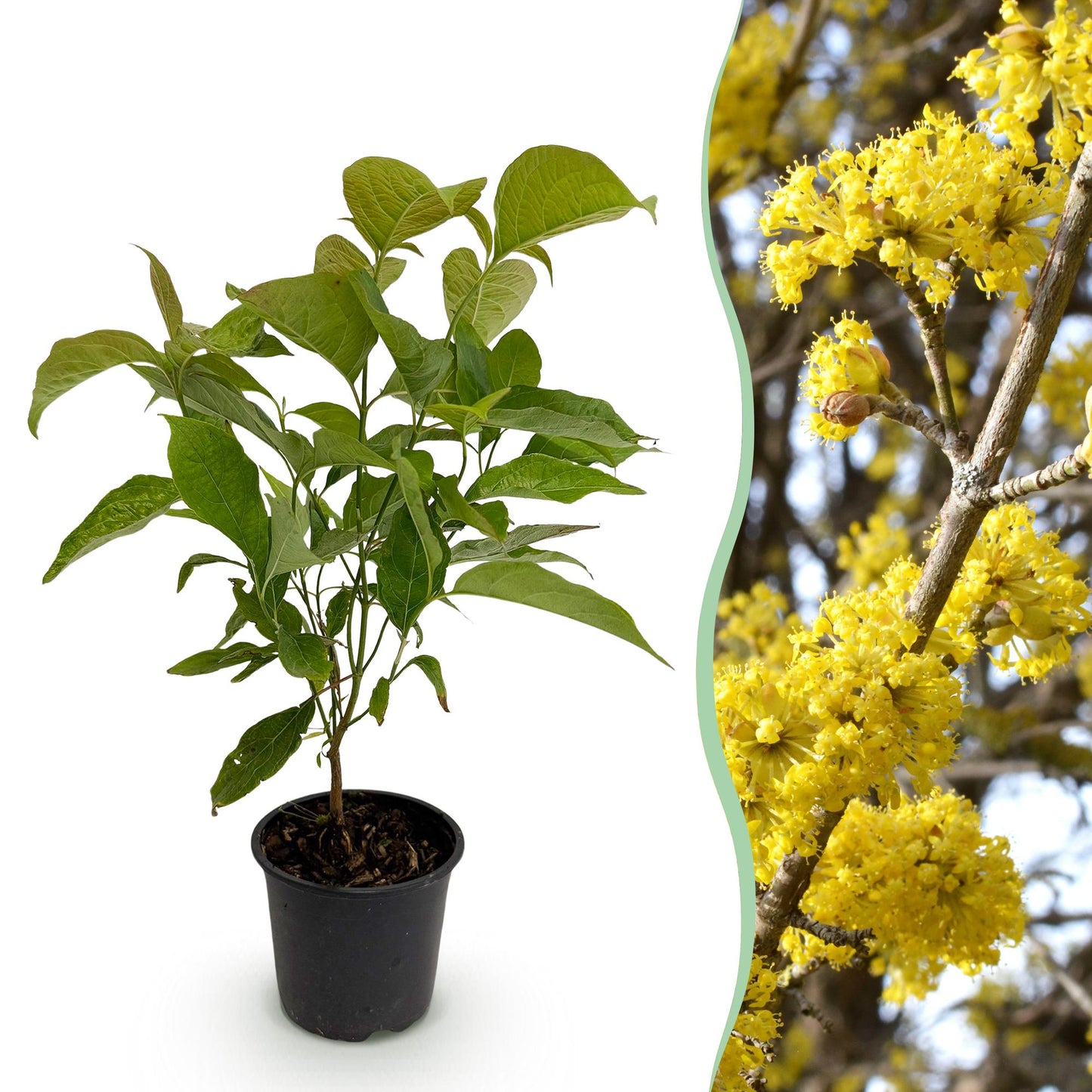 GreenboutiQ - Gartenpflanze - Cornus mas - Blüte Gelb - 1 Pflanze - Laubabwerfend - Pflegeleicht - Topf 12cm Höhe 35cm 