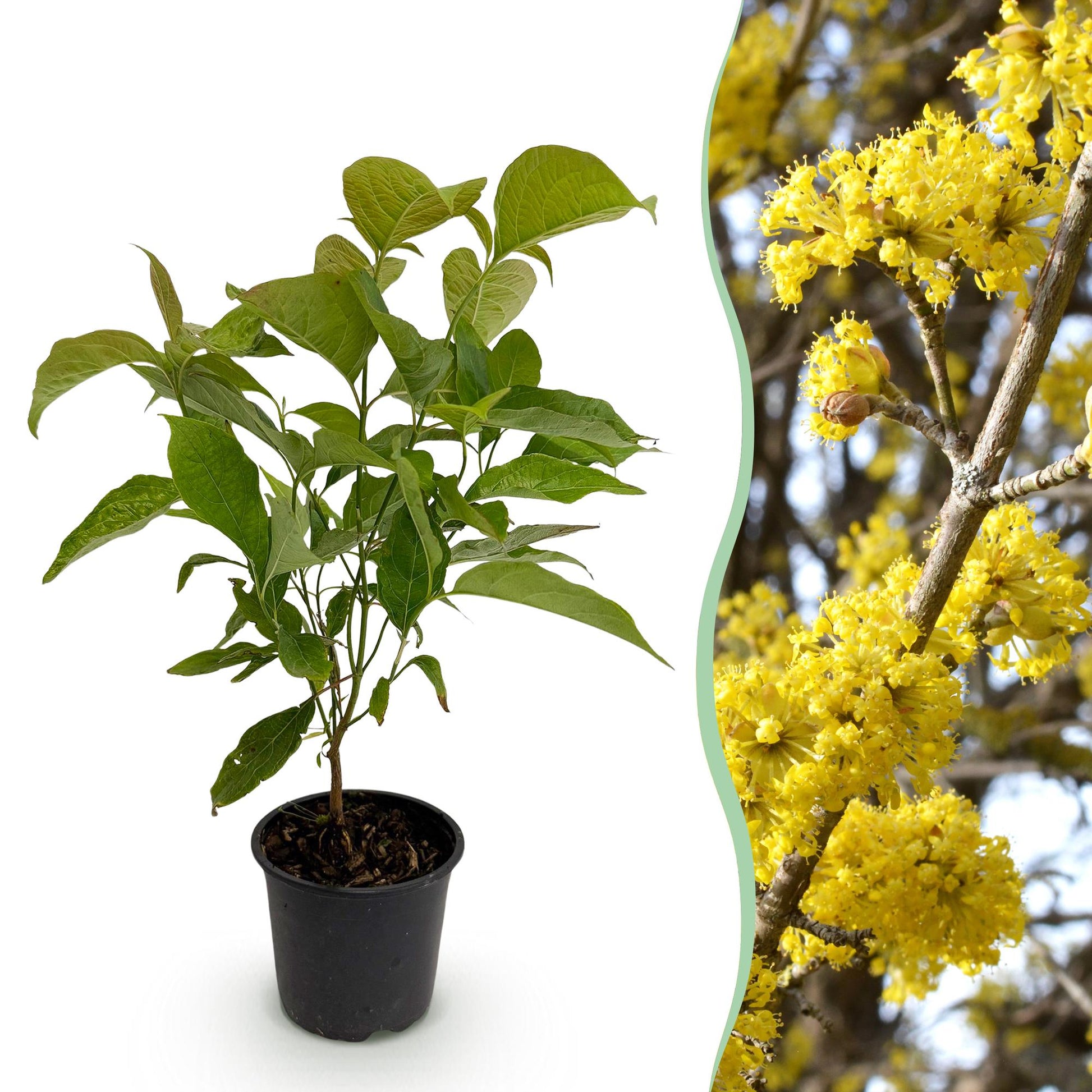 GreenboutiQ - Gartenpflanze - Cornus mas - Blüte Gelb - 1 Pflanze - Laubabwerfend - Pflegeleicht - Topf 12cm Höhe 35cm 