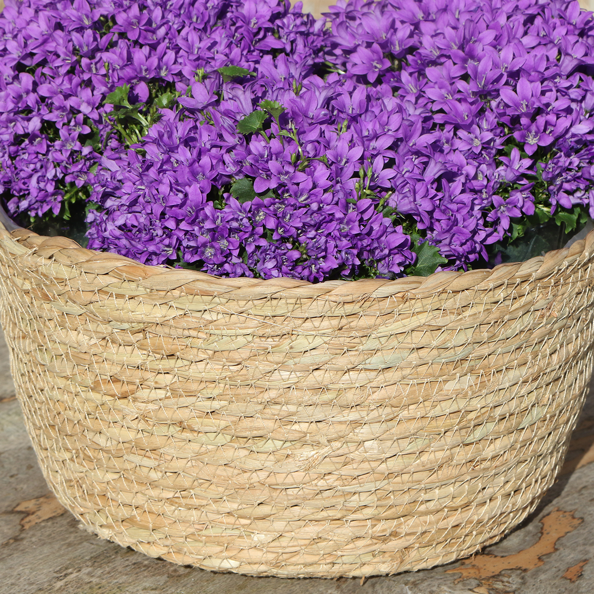 Campanula Addenda Ambella Intense purple - Weidenschale mit Campanula mit Bewässerungssystem - 3 Stück - Glockenblume Lila - Topfgröße 12cm 