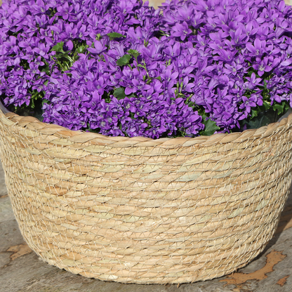 Campanula Addenda Ambella Intense purple - Weidenschale mit Campanula mit Bewässerungssystem - 3 Stück - Glockenblume Lila - Topfgröße 12cm 