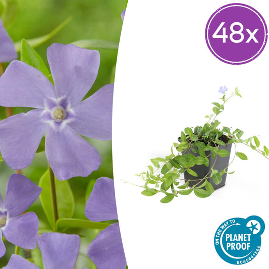 Vinca minor 'La Grave' – Immergrüner Bodendecker – Violette Blüten – 48 Pflanzen – 10–25 cm – Ø9 cm – Robuste, pflegeleichte Unterpflanzung für Garten, Beete & Steingärten – Schattentolerant