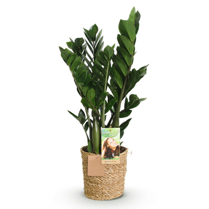 Green boutiQ - Zimmerpflanzen - Zamioculcas - ZZ-Pflanze - Wenig Pflege - mit Korb - Grün - 1 Pflanze - Topf 17cm - Höhe 65-75cm 