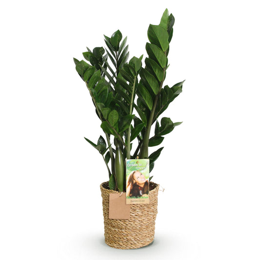 Green boutiQ - Zimmerpflanzen - Zamioculcas - ZZ-Pflanze - Wenig Pflege - mit Korb - Grün - 1 Pflanze - Topf 17cm - Höhe 65-75cm 