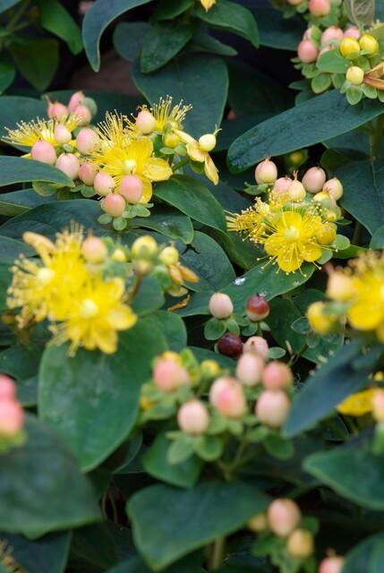 Johanniskraut Hypericum inodorum 'Annebel' – ↕10-25cm – Ø9cm – 40 Pflanzen – Kompakter, sommerblühender Strauch für Beet, Bodendecker & niedrige Hecke – Pflegeleicht & robust