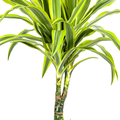 Drachenbaum Dracaena Deremensis Lemon Lime – Zimmerpflanze – Ø21cm – 90-110cm hoch – Schlanke grüne Blätter mit hellgrünem Rand – Pflegeleicht & dekorativ 