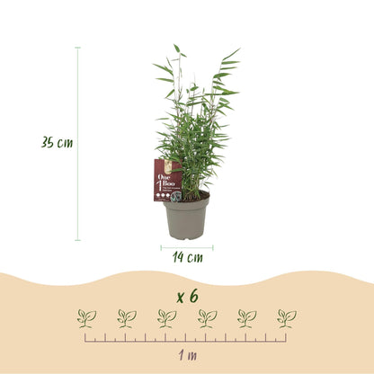 Bambus Fargesia Red Dragon – Immergrün – Nicht ausbreitend – Mit roten Stängeln – Für Hecke, Garten & Terrasse – Ø14cm Höhe ca. 35cm