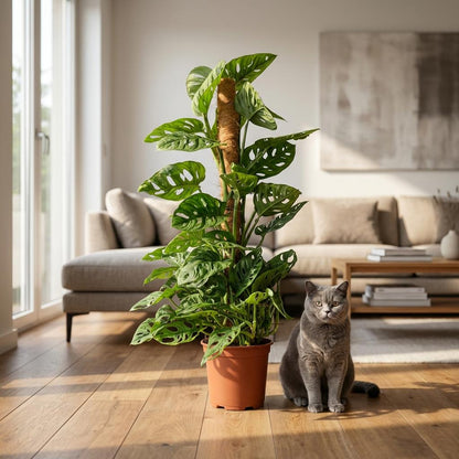 Green boutiQ - Zimmerpflanze - Monkey Mask - Monstera Andansonii Moosstab - Grün - Pflegeleicht - 1 Pflanze - Topf 19cm - Höhe 90cm 