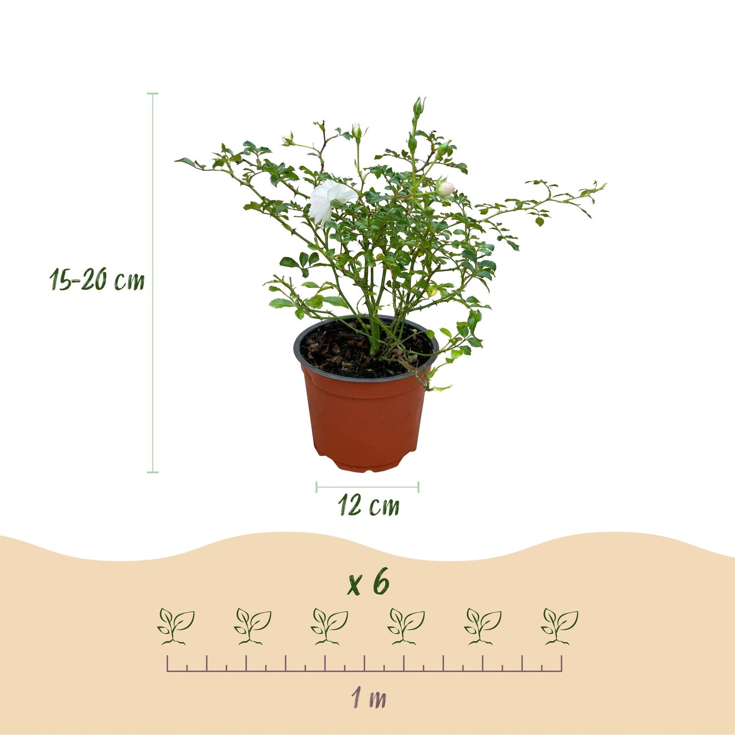 Green boutiQ - Gartenrose - Rosa White Fairy - Rose - Winterhart - Weiß - 1 Pflanze - Topf 12cm - Höhe 20-25cm 