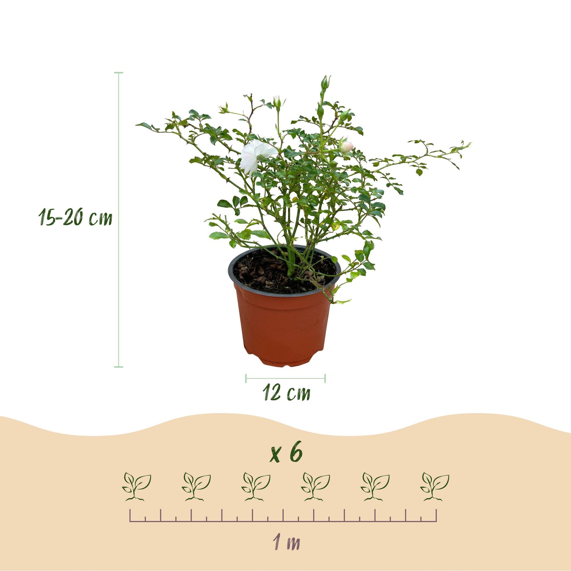 Green boutiQ - Gartenrose - Rosa White Fairy - Rose - Winterhart - Weiß - 1 Pflanze - Topf 12cm - Höhe 20-25cm 