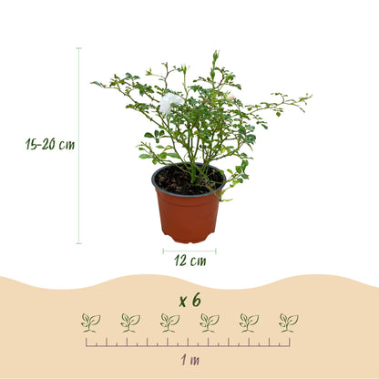 Green boutiQ - Gartenrose - Rosa White Fairy - Rose - Winterhart - Weiß - 1 Pflanze - Topf 12cm - Höhe 20-25cm 