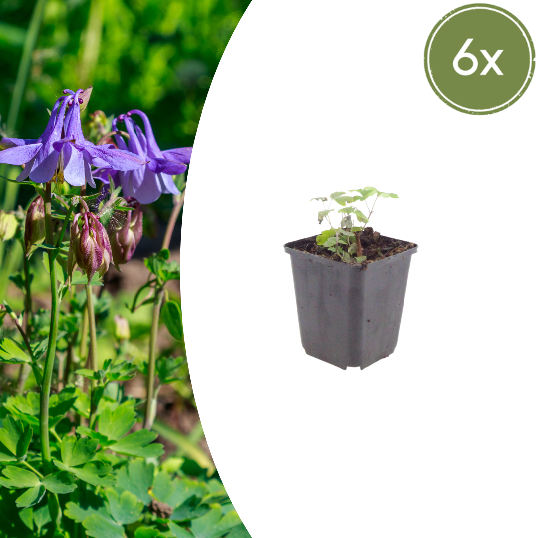 Akelei Aquilegia vulgaris – 6 Pflanzen – Blühende Staude für Sonne & Halbschatten – Insektenfreundlich für Beet & Naturgarten – 10-25cm – Ø9cm – Winterhart