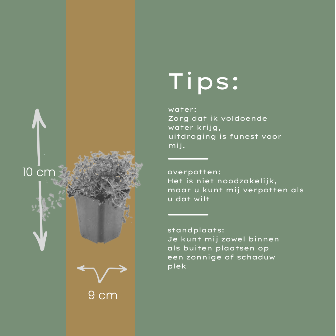Thymus serpyllum Pflanzenset – 6 kräftige Sand-Thymian Pflanzen Ø9cm – Duftender Bodendecker für sonnige Standorte – Winterharte Kriechpflanze für Garten Wege Steinfugen Terrasse Bienenfreundlich 
