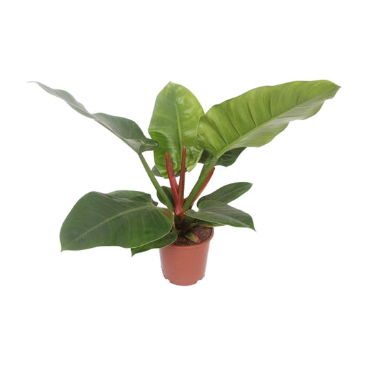 Baumfreund - Philodendron Imperial Green - Zimmerpflanze - Ø17cm - ↕60cm