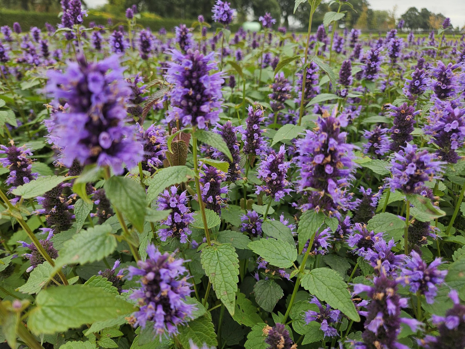 Agastache 'Blue Fortune' – lavendelblaue Blüten – 48 Pflanzen – bienenfreundlich – duftende Staude – Ø9cm – ↕10–25cm – pflegeleicht – sonnig – naturnaher Garten 