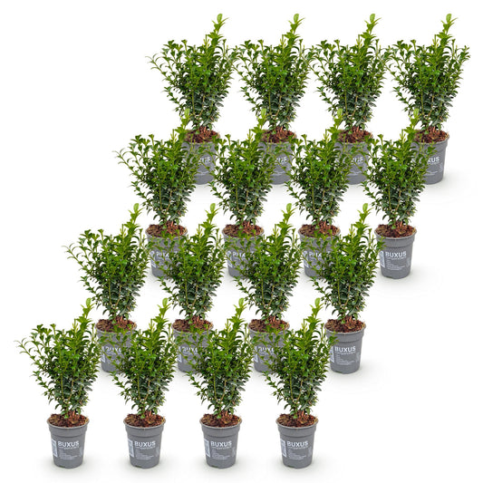 Buchsbaum – Buxus sempervirens – 16 Heckenpflanzen – Topf Ø9cm – Höhe 20-25cm – Winterhart & immergrün