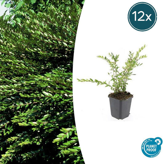 Immergrüne Kriech-Heckenkirsche Lonicera pileata – ↕10-25cm – Ø9cm – 12 Pflanzen – Bodendecker & niedrige Hecke – Winterhart & pflegeleicht