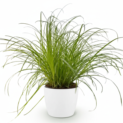 Green boutiQ - Zimmerpflanze - Cyperus alternifolius Zumula - Katzenpflanze - Haustierfreundliche Pflanze - Grün - 1 Pflanze - mit Potter Weiß - Topf 12cm - Höhe 20cm 