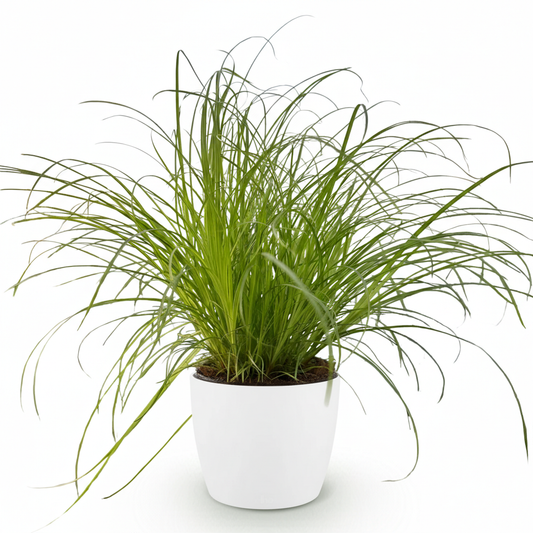 Green boutiQ - Zimmerpflanze - Cyperus alternifolius Zumula - Katzenpflanze - Haustierfreundliche Pflanze - Grün - 1 Pflanze - mit Potter Weiß - Topf 12cm - Höhe 20cm 