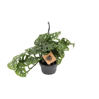 Fensterblatt Monstera Monkey Leaf – Zimmerpflanze – Ø14 cm – Höhe 30 cm – Luftreinigend – Pflegeleicht – Tropischer Indoor-Dschungel 