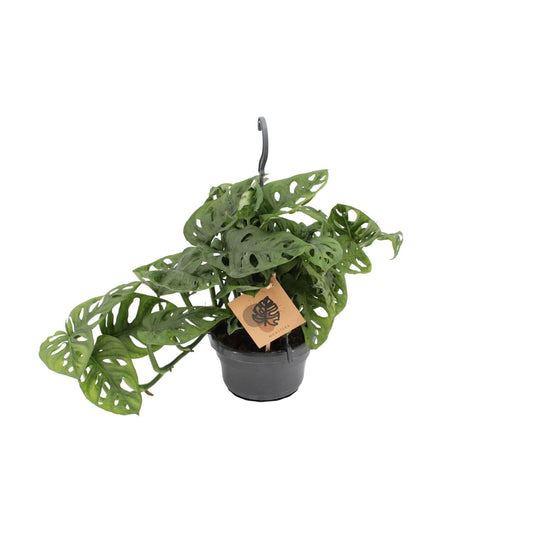 Fensterblatt Monstera Monkey Leaf – Zimmerpflanze – Ø14 cm – Höhe 30 cm – Luftreinigend – Pflegeleicht – Tropischer Indoor-Dschungel 