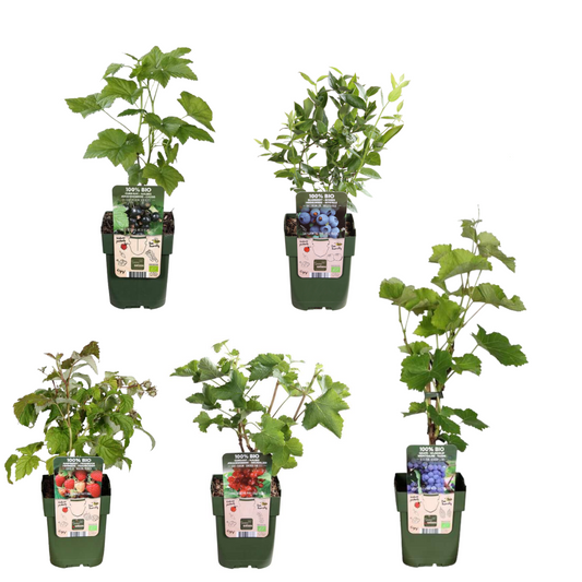 BIO Obstpflanzen – 5 Pflanzen – Himbeere, Johannisbeere, Blaubeere, Weintraube, Brombeere – 13cm – 25cm – Gesund & Lecker – Für Garten, Balkon & Terrasse