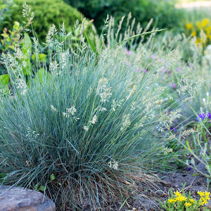 Festuca glauca Intense Blue – Blauschwingel – Ziergras – 4 Pflanzen – Immergrün & pflegeleicht – Topf Ø17cm – Höhe ca. 50cm – Trockenheitsresistent