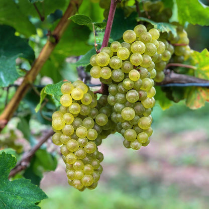 Weinrebe Vitis vinifera 'Bianca' – Weiße Traube – 2 Pflanzen – Ø15cm – Höhe ca. 50cm – Süße Tafeltrauben – Pflegeleichte Obstpflanze für Garten & Balkon – Reich an Vitaminen 