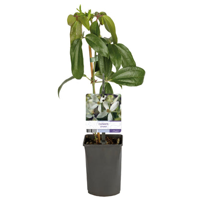 Kletterpflanze – Clematis armandii – Weiße Blüten – Immergrün – Duftend – 11cm – Höhe 40cm – Frühblüher – Pflegeleicht 