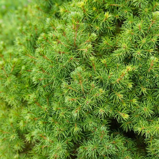 Picea glauca Perfecta - 15 cm Ø - 40 cm ↨ 