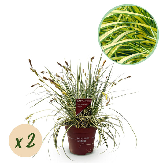 Ziergras Carex oshimensis 'Evergold' – Immergrün – 2 Pflanzen – Ø17 cm – Höhe 50 cm – Gelb-Grün gestreift – Pflegeleicht – Für Sonne & Schatten – Beet, Balkon & Kübel 