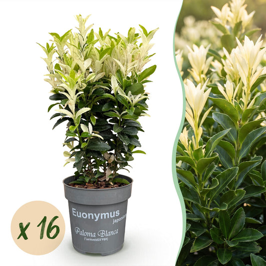 Spindelstrauch 'Paloma Blanca' – Euonymus japonicus 'Paloma Blanca' – 16 Heckenpflanzen – Topf Ø9cm – Höhe 20-30cm – Winterhart & immergrün