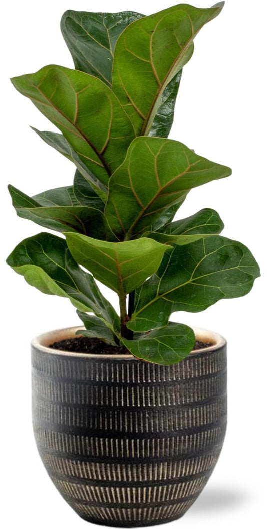 Geigen-Feige - Ficus Lyrata - Zimmerpflanze - Ø12cm - ↕30cm + Topf Beau Schwarz D14x13cm