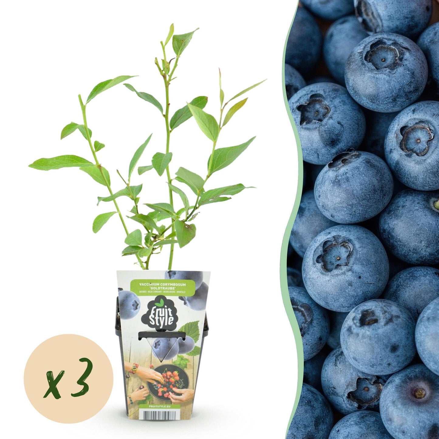 Blaubeere Vaccinium corymbosum Goldtraube winterhart 3 Pflanzen Ø9cm Höhe 30cm – Aromatische Heidelbeere für Garten Balkon & Terrasse 
